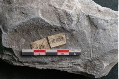 Foto (Detailansicht) von Calamites sp.  (NHMW-GEO-2024-0188-10999)